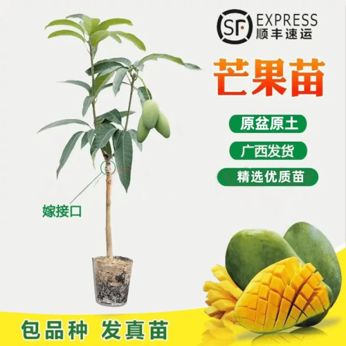 芒果树苗嫁接金煌芒四季芒果苗树当年结果树庭院盆栽果树果苗特大