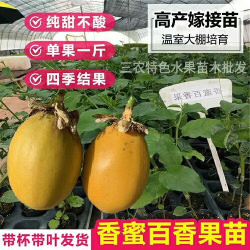 香蜜黄金百香果苗台湾新品种水蜜桃味百香果树苗四季盆栽当年结果