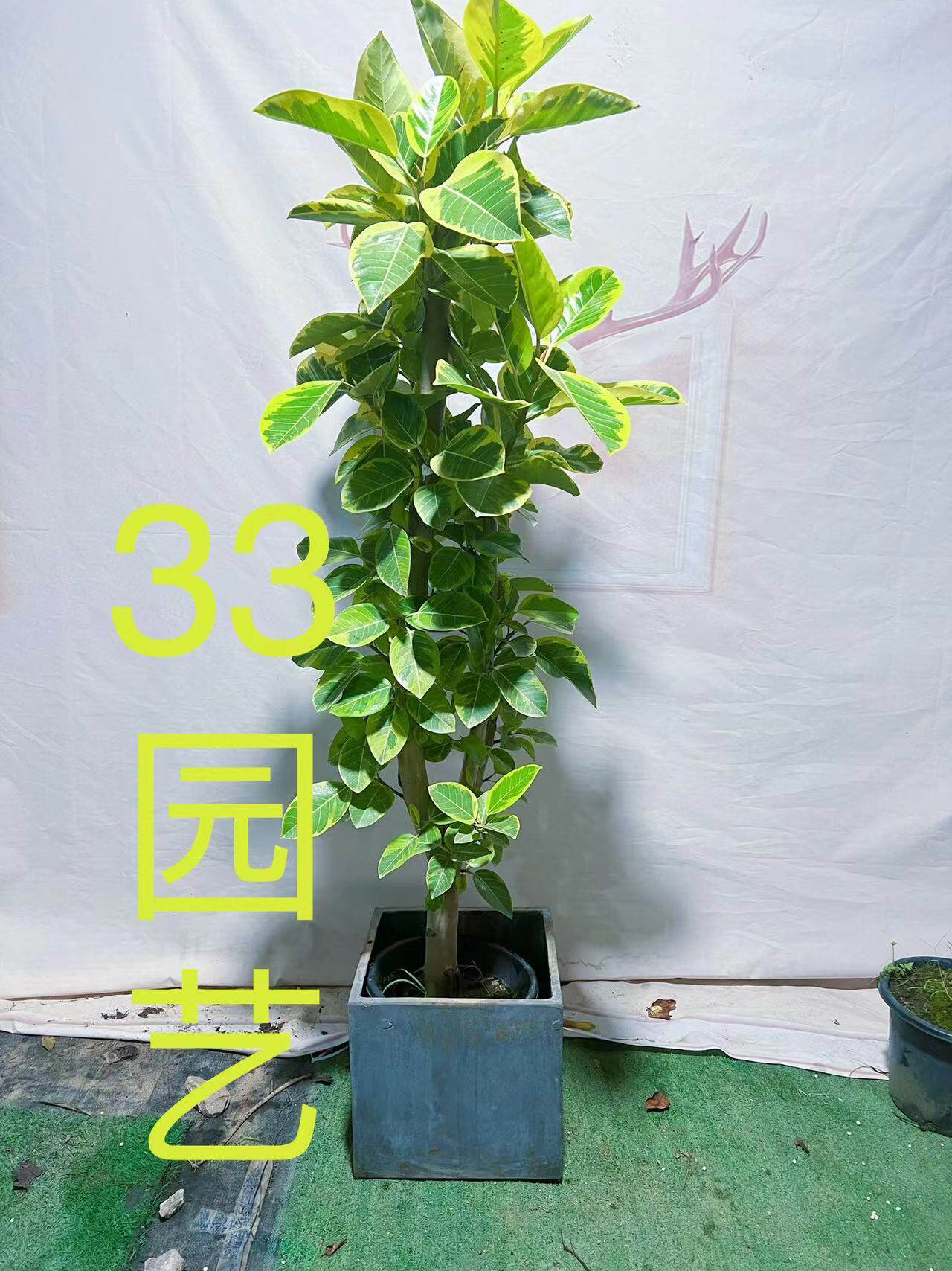 黄金榕富贵榕花叶榕喜阳常青好养