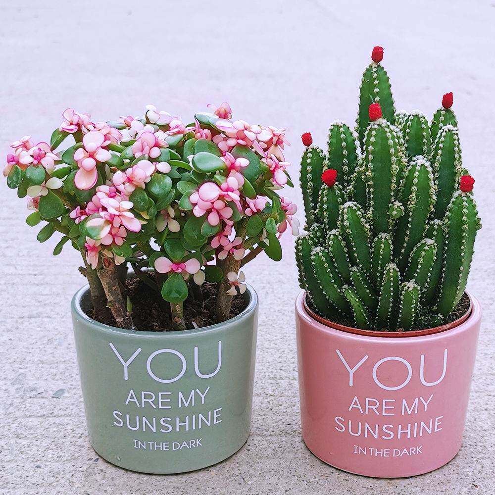 金玉满堂多肉植物仙人掌室内盆栽客厅吸甲醛绿植花卉新手好养花草