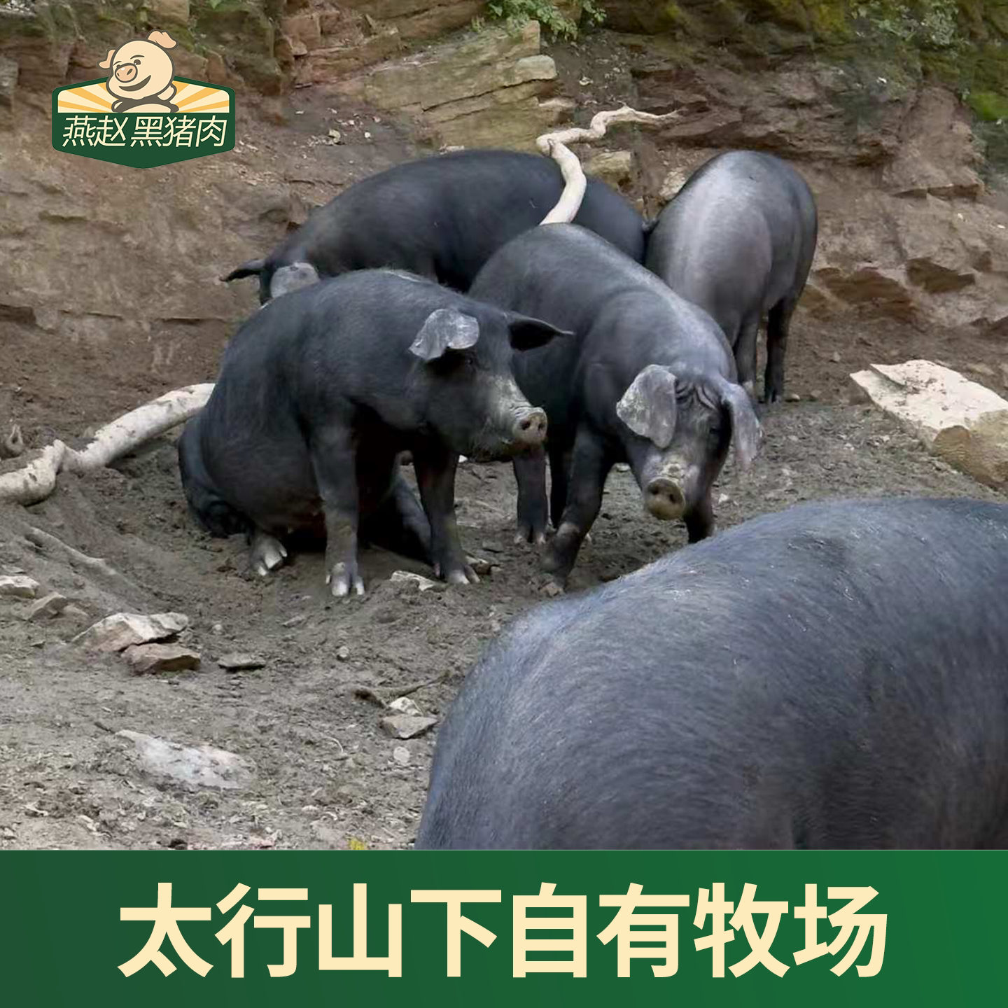 「燕赵黑猪肉」高品质散养黑猪肉里脊肋排五花排骨梅花肉猪蹄图片