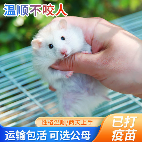 稀有长毛熊纯银白熊米熊鸽灰玻利熊宠物大体活物运输自家养殖包邮