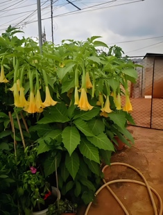 曼陀罗木本多年曼陀罗花全年室内阳台庭院垂吊盆栽多色喇叭花