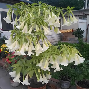 白粉黄色木本曼陀罗吊钟花树苗盆栽全年开花大喇叭耐寒耐热多年生
