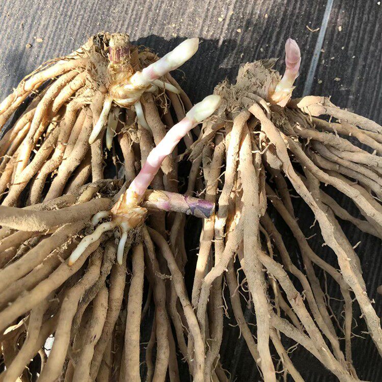 四季盆栽阳台特级特大现挖老根食用四年绿紫芦笋根苗孑种籽蔬菜种
