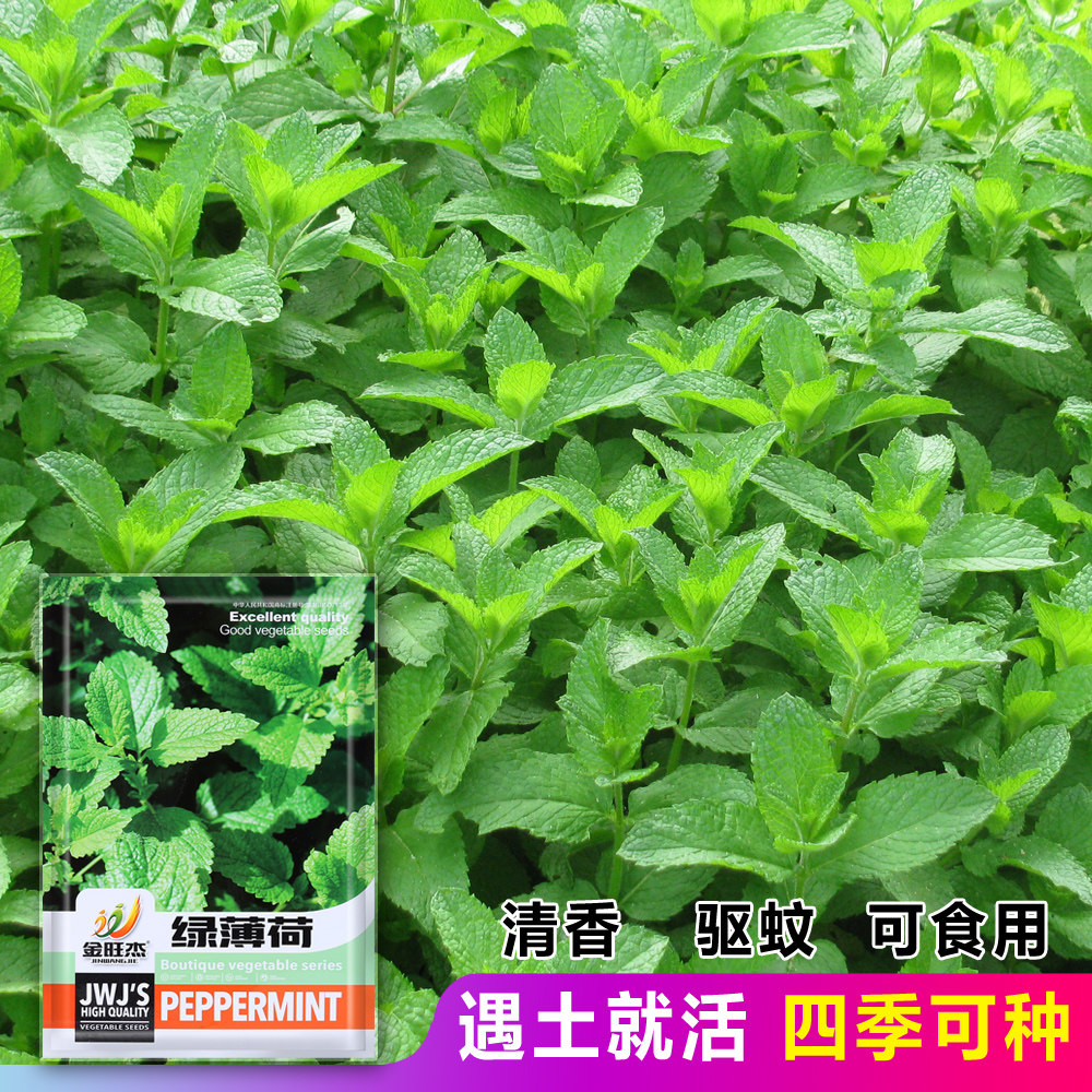 薄荷种子四季盆栽可食用薄荷种籽子留兰香猫薄荷室内阳台花种籽子