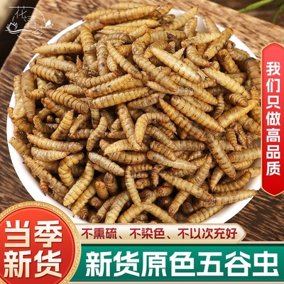 五谷虫中药材正品500克250克黄金无谷虫干蛆干蛆蝇水仙子新货无硫