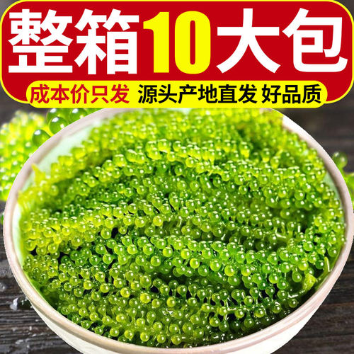 海葡萄500g新鲜网红爆款小吃零食健康绿色鱼子酱盐渍海带送芥末