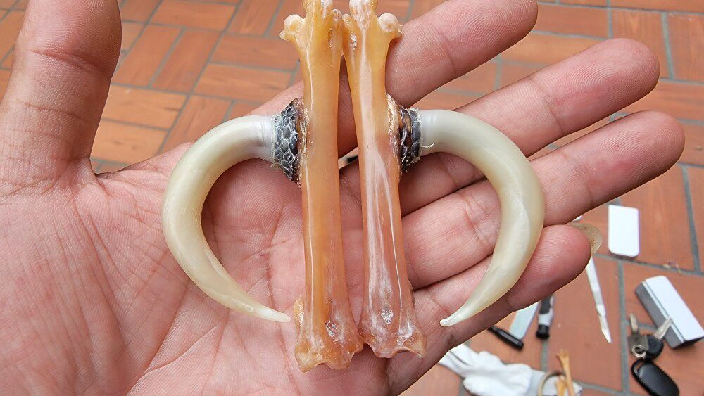 鸡登骨文玩鸡爪子文玩鸡爪骨把件文玩老鸡拐子老公鸡蹬子文玩把件