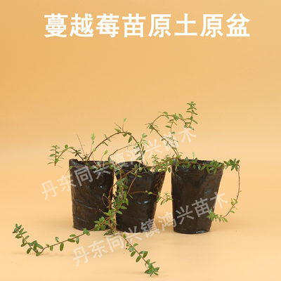 蔓越莓苗蔓越橘鹤莓苗耐寒植物