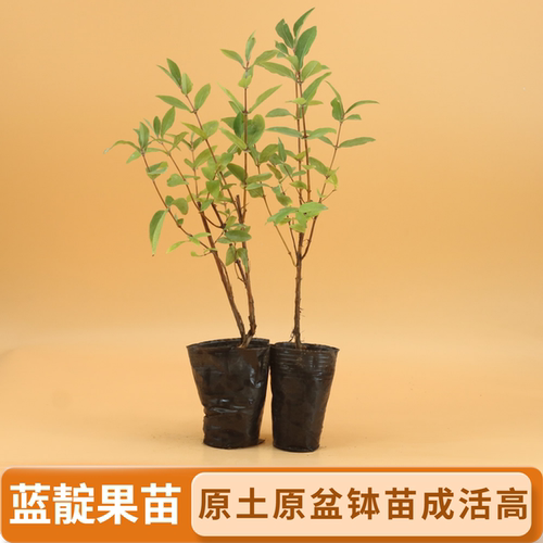 蓝靛果苗耐寒植物羊奶子山茄子苗