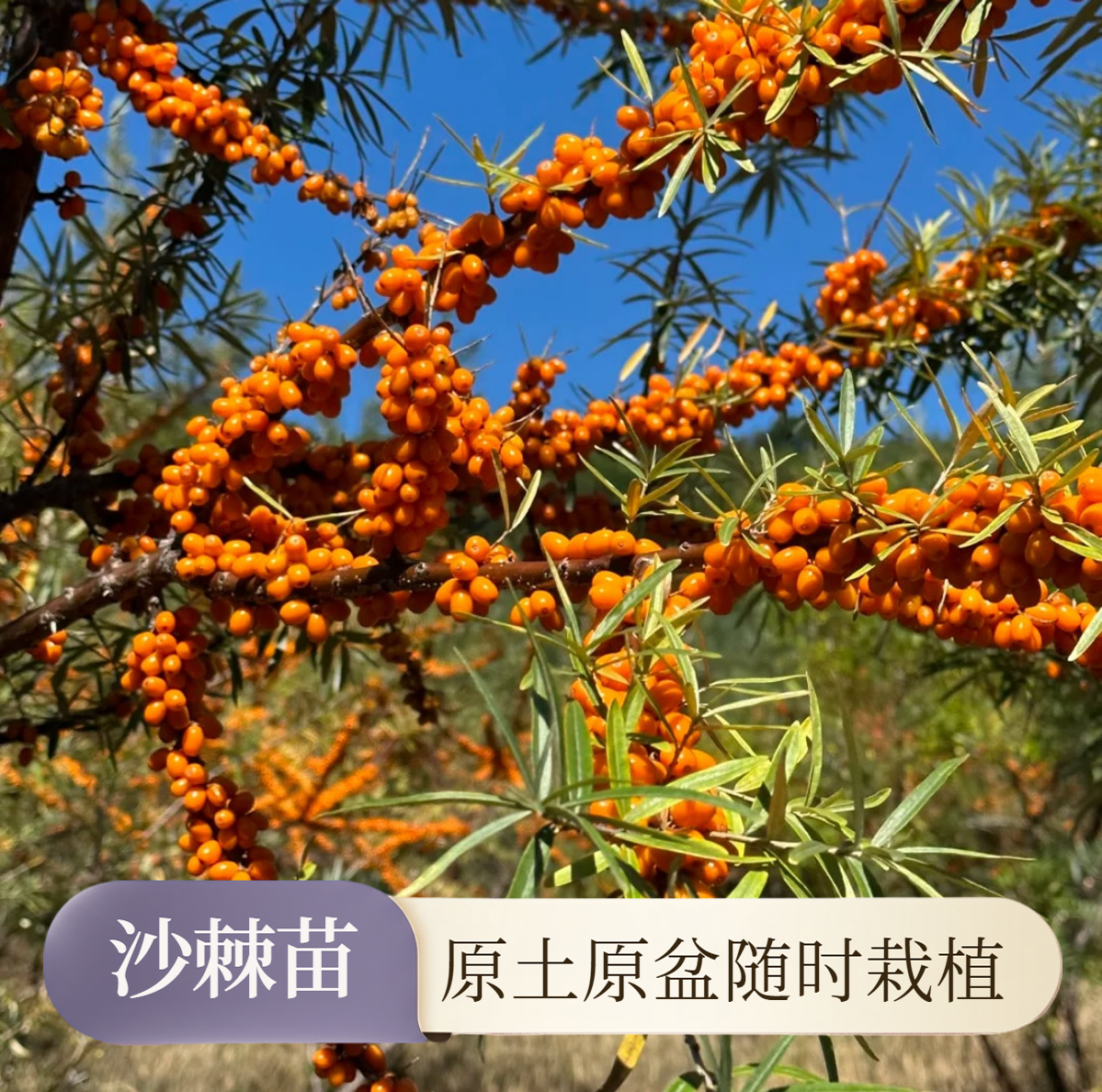 沙棘苗果树苗大果带土中华沙棘苗俄罗斯醋柳醋刺杯苗胡颓子深秋红