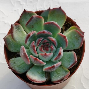 水蜜桃吉娃娃大颗多肉植物肉肉新手办公室桌面盆栽巨多肉冠幅10cm