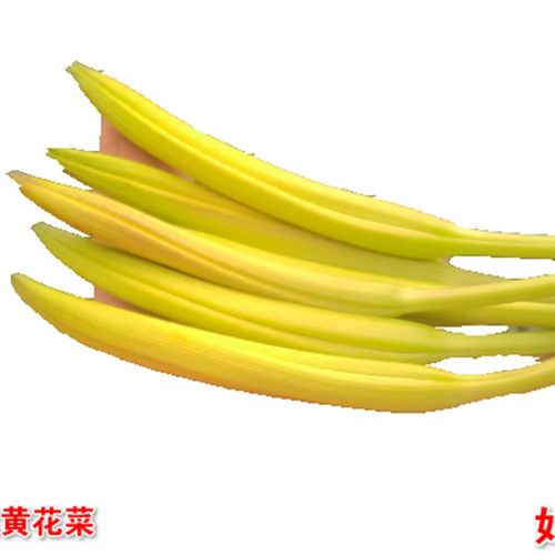 湖南祁东黄花菜种苗金针菜忘忧草大苗根现挖庭院花卉坡道绿化盆栽