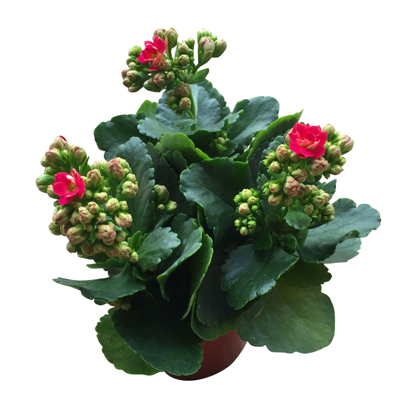 长寿花花苗四季绿植盆栽花卉室内桌面观花植物成品带花苞重瓣大花