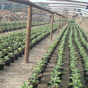 营养钵育秧苗盆杯塑料蔬菜花卉苗木培育种植7*7  8*8  9*9  10*10