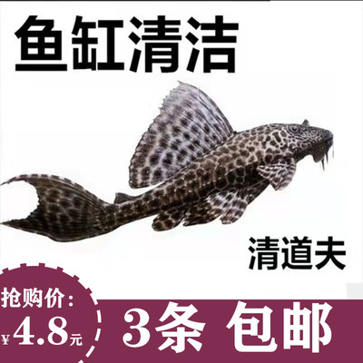 清道夫活体鱼缸垃圾清洁工具鱼除藻鱼中大型热带观赏鱼淡水活体鱼