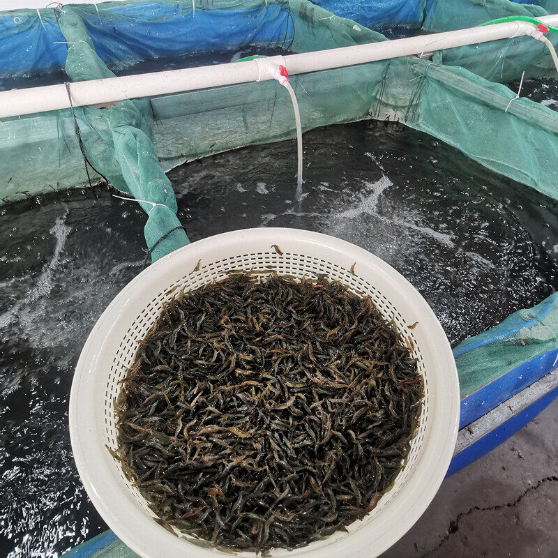 黑壳虾活体除藻虾清洁虾鱼缸水草虾