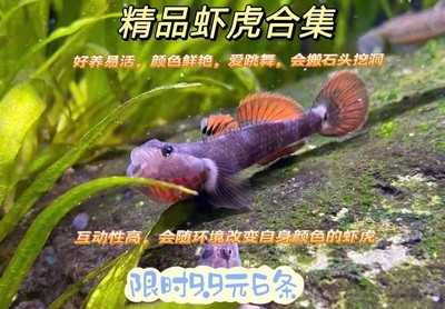 原生鱼广西黄唇溪吻白面虾虎鱼高帆褐吻李氏淡水耐活新红吻观赏鱼