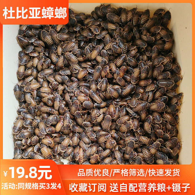 杜比亚蟑螂活虫爬宠活体饲料鬃狮蜥守宫龙鱼鸟类活饵成体繁殖组