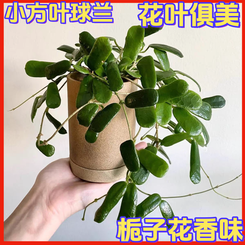 小方叶球兰勤花四季常青室内阳台垂吊花卉绿植桌面爬藤植物吊兰花