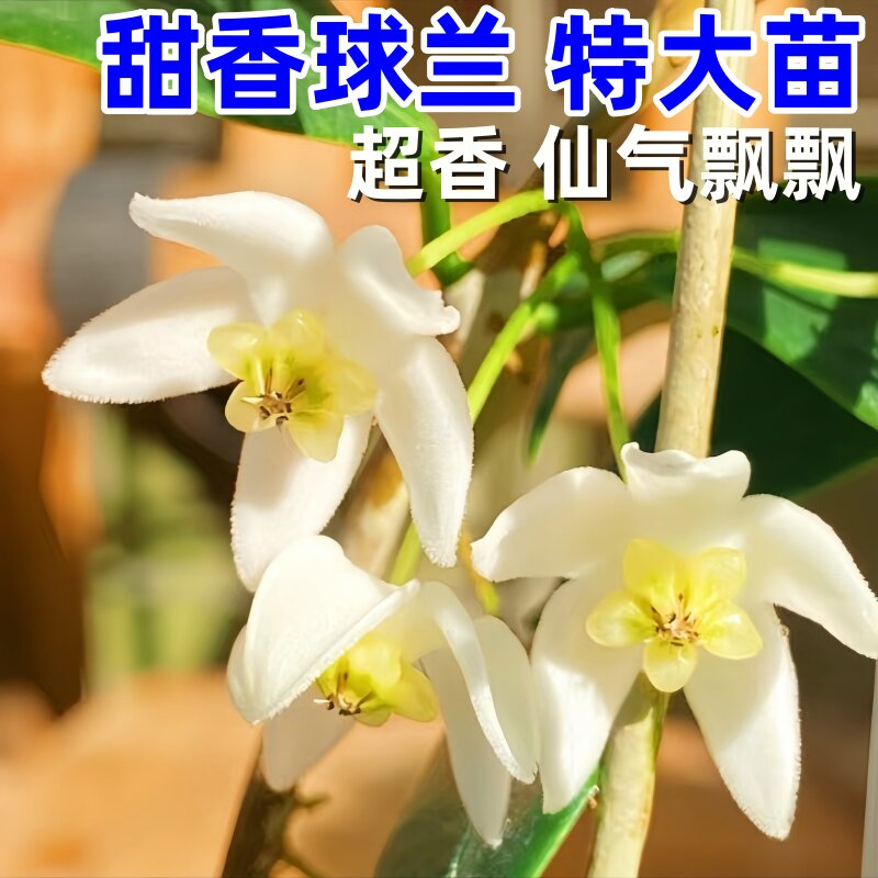甜香球兰花特大苗勤花四季室内阳台爬藤垂吊吊兰正品花苞新款盆栽