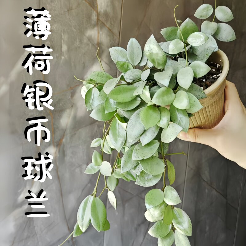 薄荷银币球兰盆栽圆叶精品品种小苗四季室内阳台垂吊爬藤花卉板植