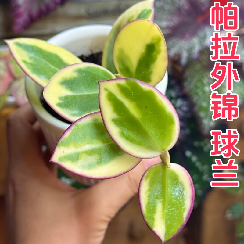 帕拉外锦球兰勤花四季室内阳台花卉绿植垂吊悬挂植物吊兰盆栽板植