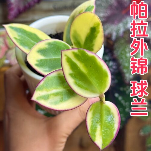 帕拉外锦球兰勤花四季室内阳台花卉绿植垂吊悬挂植物吊兰盆栽板植