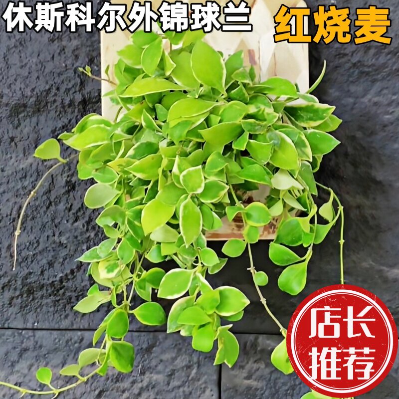 休斯科尔外锦球兰红烧麦吊兰花室内阳台垂吊植物休外花卉板植