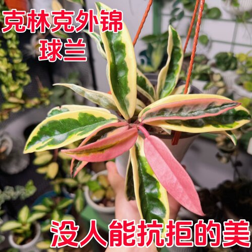 克林克外锦球兰粉花精品勤花款四季室内阳台花卉绿植垂吊植物板植