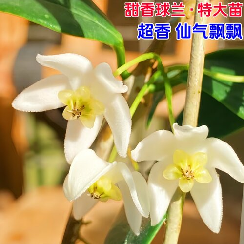 甜香球兰花特大苗勤花四季室内阳台爬藤垂吊吊兰正品花苞新款盆栽