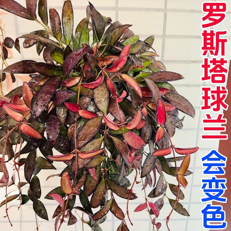 罗斯塔球兰会变色红花精品球兰四季室内阳台花卉绿植垂吊植物吊兰