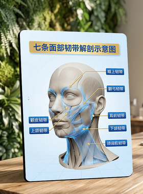 面部韧带解剖图美容院桌面摆台皮肤管理项目展示水晶摆件
