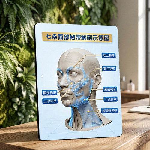 面部韧带解剖图美容院桌面摆台皮肤管理项目展示水晶摆件