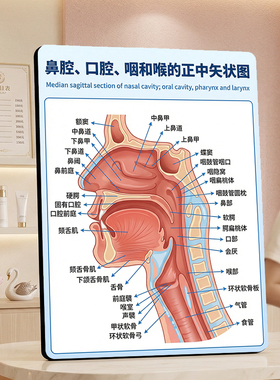 鼻腔口腔咽和喉正中矢状图展示牌医用诊室讲解装饰摆件