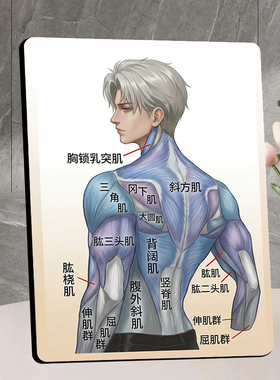 人体肌肉解剖结构示意图摆件美术生绘画参考桌面装饰摆台