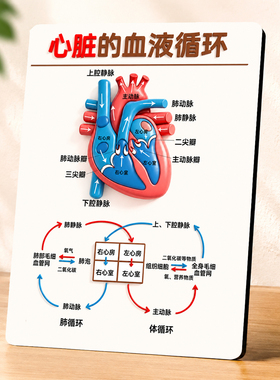医学教学心脏血液循环图解摆台客厅书房办公桌创意装饰摆件