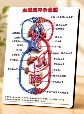 高清血液循环示意图医学知识科普办公室教室桌面装饰摆件