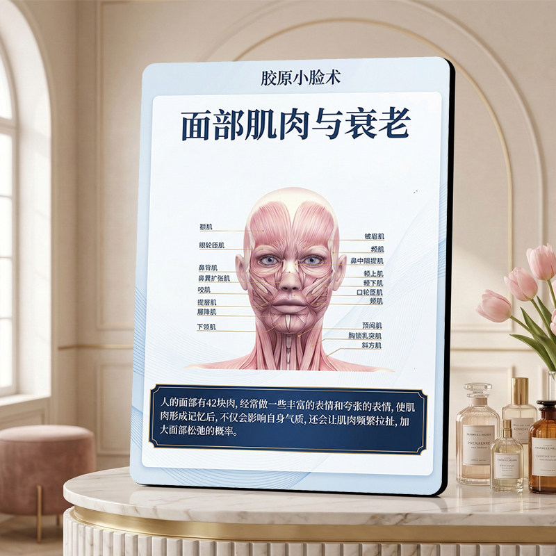 胶原小脸术面部肌肉与衰老科普摆件美业美容院整形机构装饰摆台