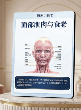 胶原小脸术面部肌肉与衰老科普摆件美业美容院整形机构装饰摆台