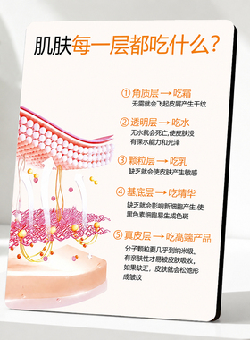 美容院皮肤知识展示摆件肌肤分层护理提示牌美容店前台装饰摆台