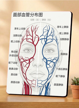 面部血管分布图美容院项目宣传桌面摆件