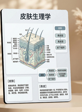 皮肤生理学皮肤结构展示摆件美容养生馆皮肤管理科普装饰摆台