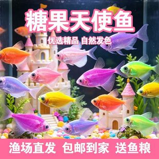 大号七彩天使鱼新手好养耐活热带群游斑马孔雀小型鱼不褪色可混养