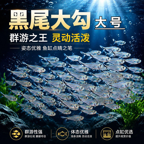 精品大号黑尾大勾群游观赏小鱼推荐新手好养耐活灯科鱼可混养孔雀