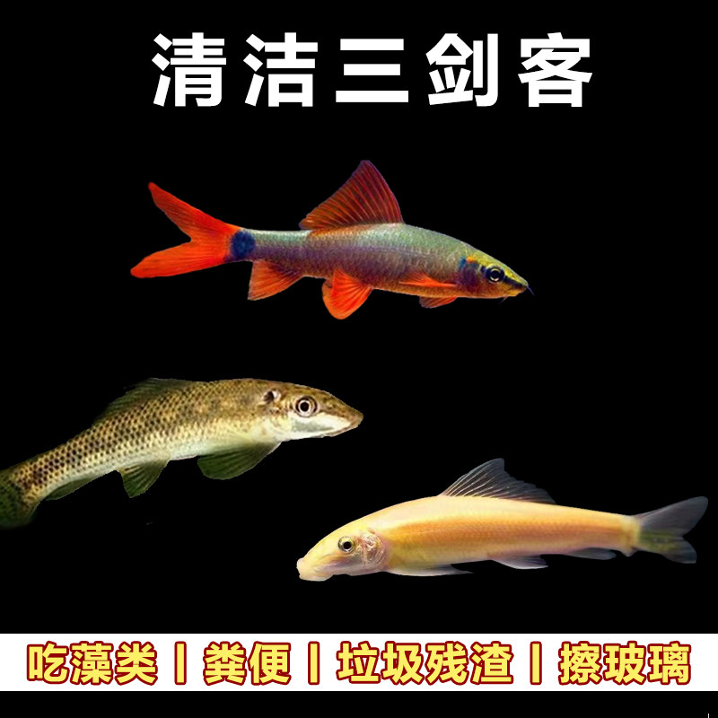 清洁三剑客工具鱼清洁鱼