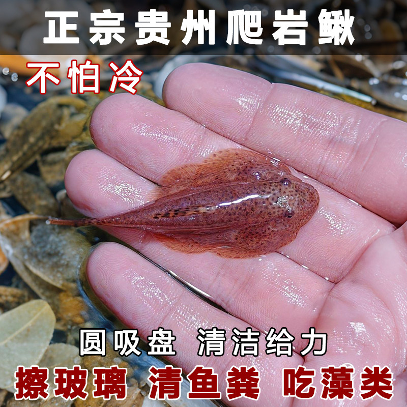 正宗贵州爬岩鳅清洁鱼不怕冷