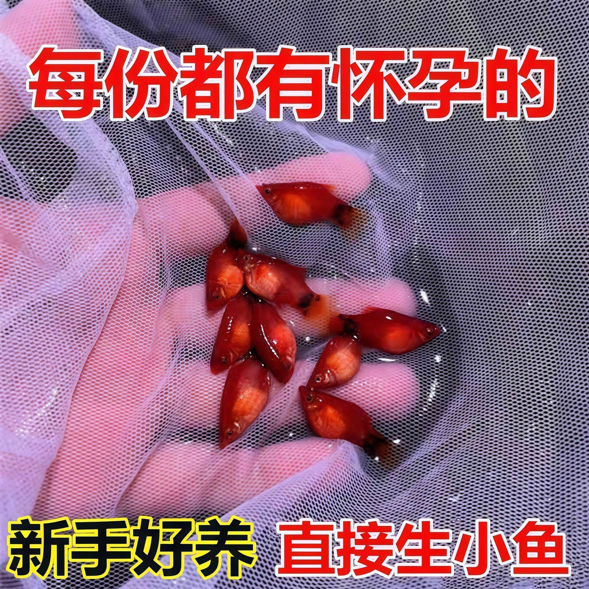 皮球米奇胎生鱼直接生鱼宝宝繁殖火红小型观赏鱼新手好养耐活孔雀