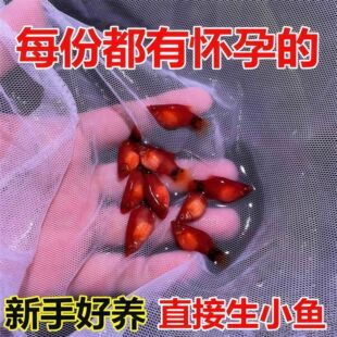 皮球米奇胎生鱼直接生鱼宝宝繁殖火红小型观赏鱼新手好养耐活孔雀